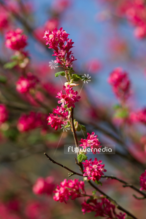 Ribes sanguineum - Flowering currant (104604)