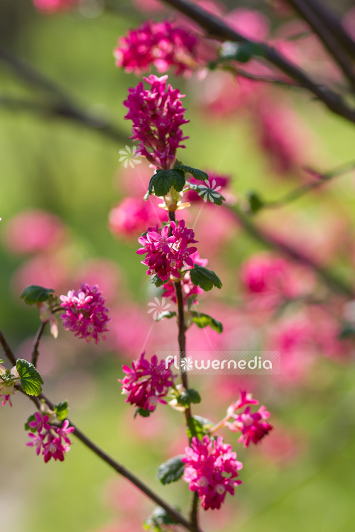 Ribes sanguineum - Flowering currant (104605)