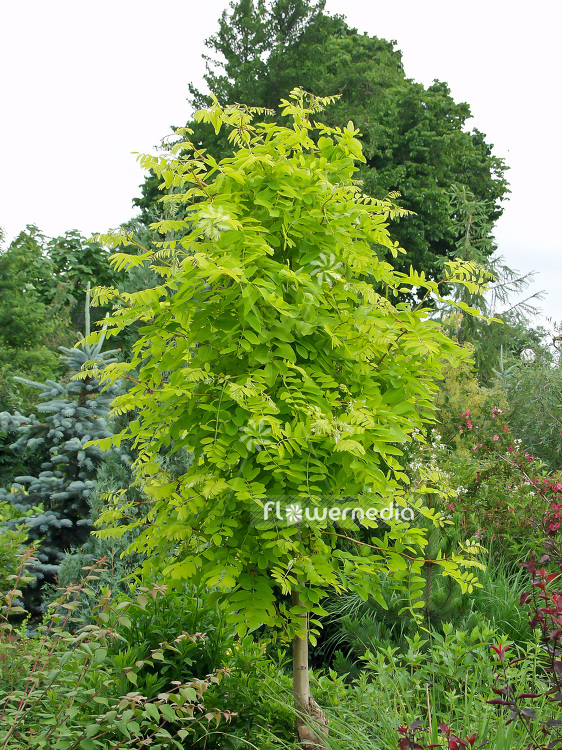 Robinia pseudoacacia 'Speila' - False acacia (101673)
