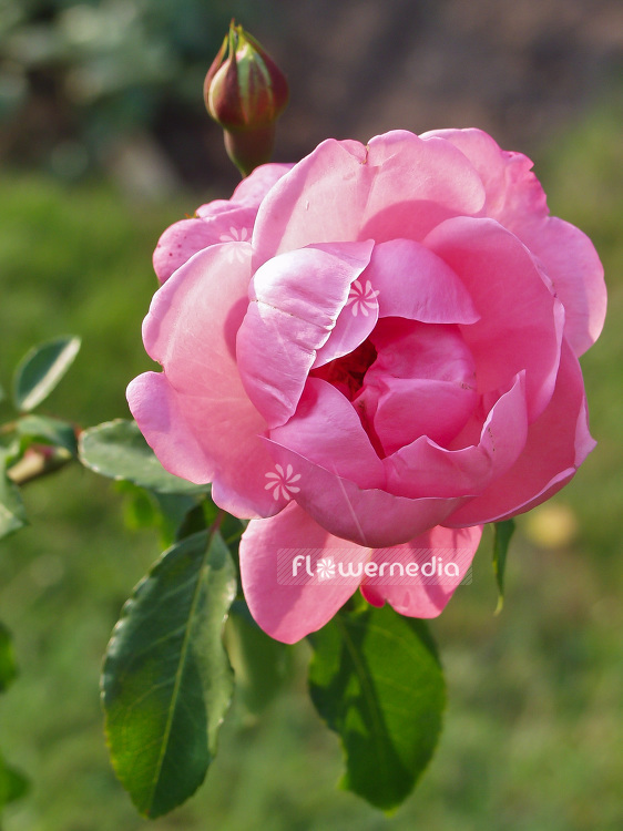 Rosa 'Georgette' - Rose (101703)