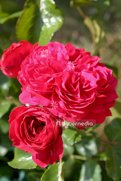 Rosa 'Red Leonardo da Vinci' - Rose (104623)