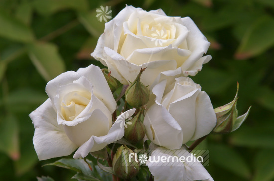 Rosa 'Sommerschnee' - Rose (101738)