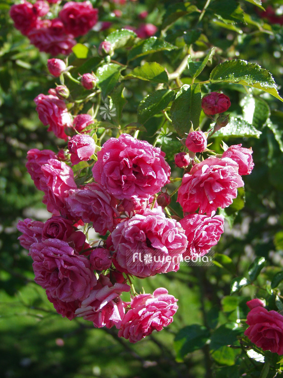 Rosa 'Spreeglut' - Rose (102104)