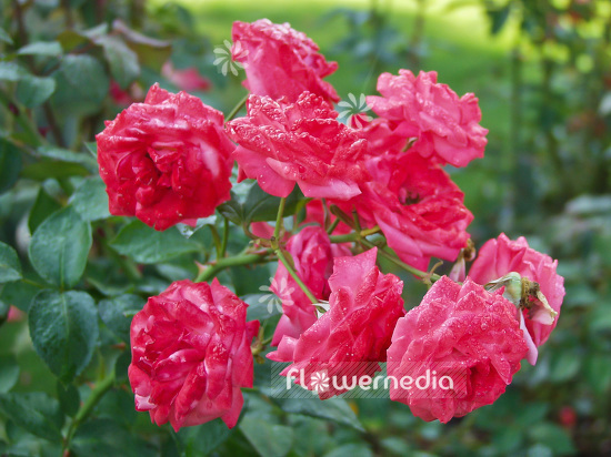 Rosa 'Ufhofen' - Rose (101740)