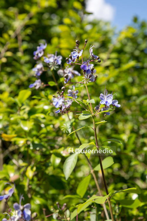 Rotheca myricoides - Butterfly bush (110650)