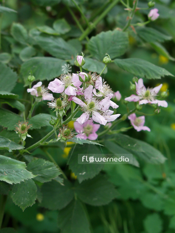 Rubus fruticosus - Blackberry (101752)