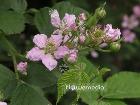 Rubus fruticosus - Blackberry (101753)