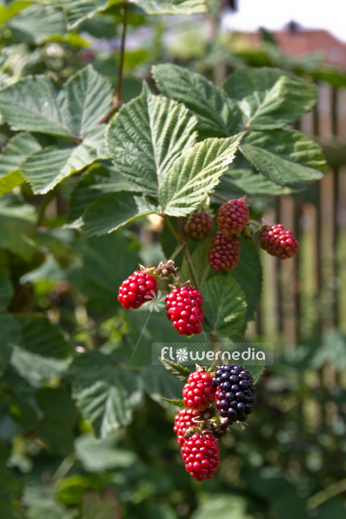 Rubus fruticosus - Blackberry (104630)