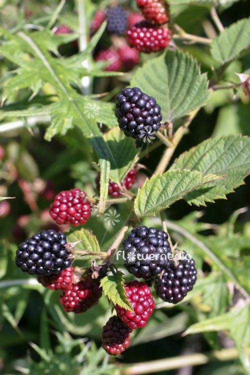 Rubus fruticosus - Blackberry (104632)