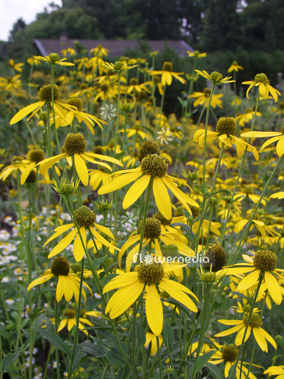Rudbeckia laciniata - Cutleaf coneflower (101759)