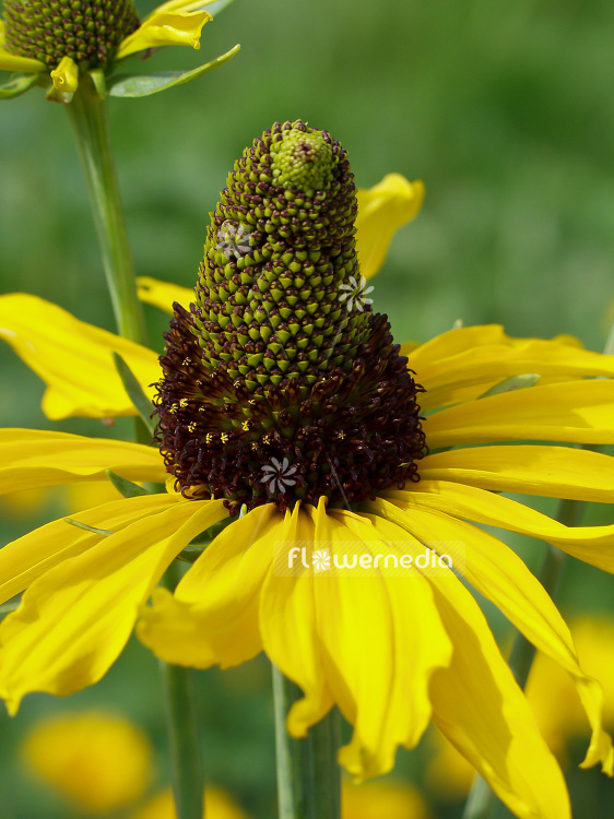 Rudbeckia maxima - Great coneflower (101761)