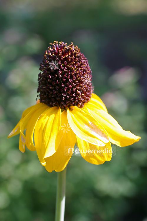 Rudbeckia maxima - Great coneflower (101763)
