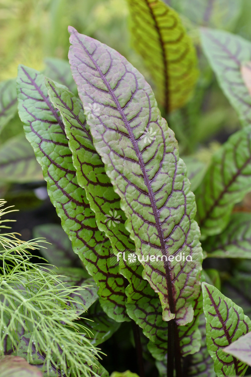 Rumex sanguineus - Bloody dock (105576)
