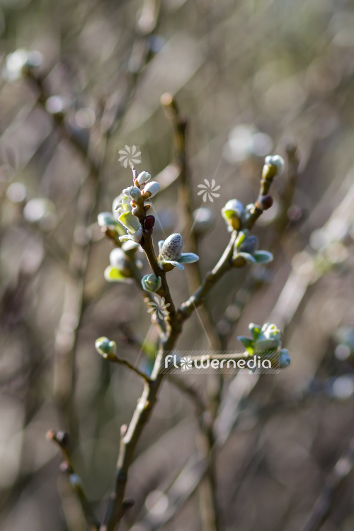 Salix helvetica - Swiss willow (104680)