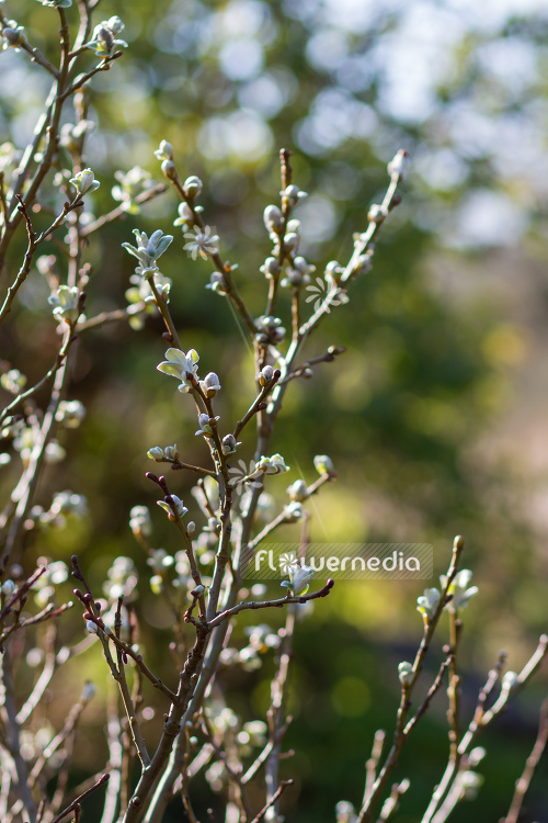 Salix helvetica - Swiss willow (104681)