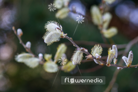 Salix hookeriana - Coastal willow (104682)