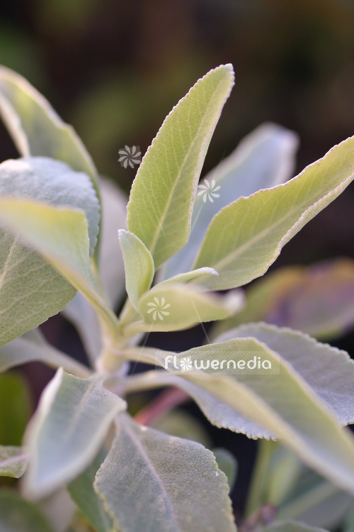 Salvia apiana - White sage (104685)