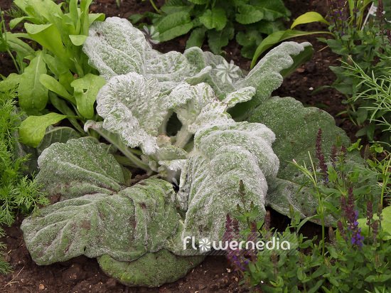 Salvia argentea - Silver sage (101776)