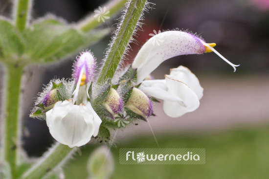 Salvia argentea - Silver sage (101777)