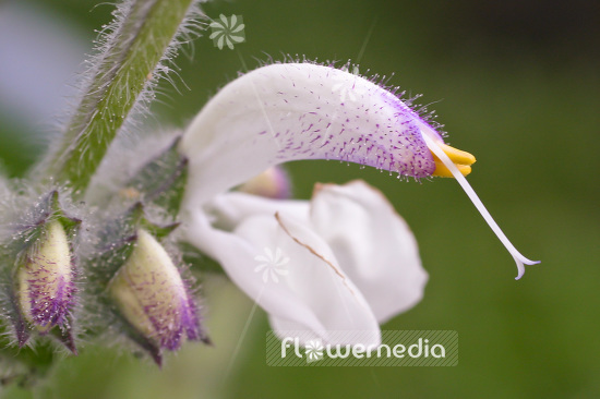 Salvia argentea - Silver sage (101778)