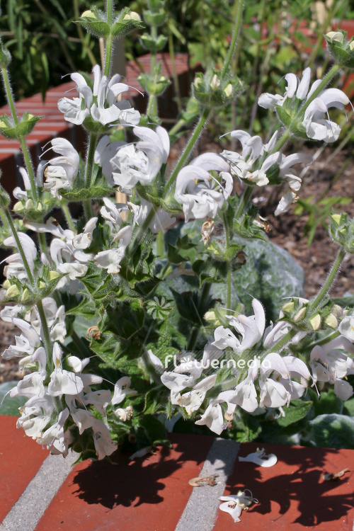 Salvia argentea - Silver sage (104686)