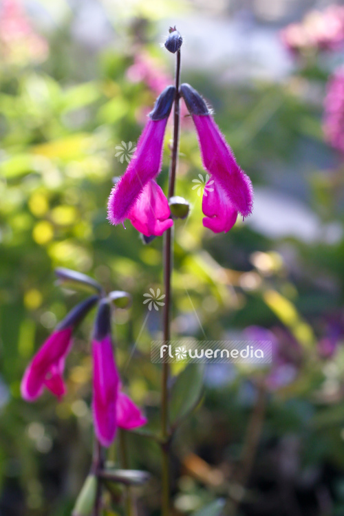 Salvia buchananii - Buchanan's sage (104689)