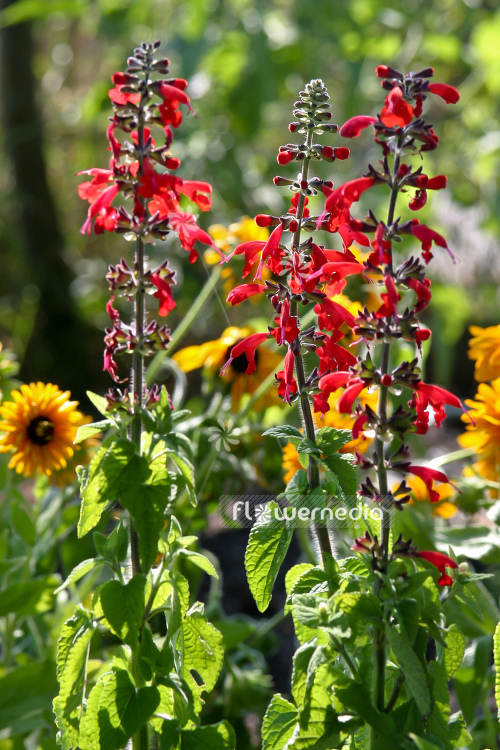 Salvia coccinea - Blood sage (104692)