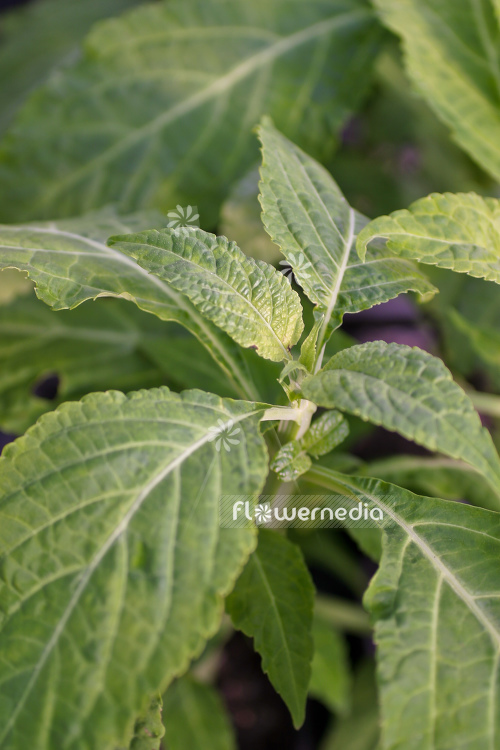 Salvia divinorum - Aztek sage (104697)