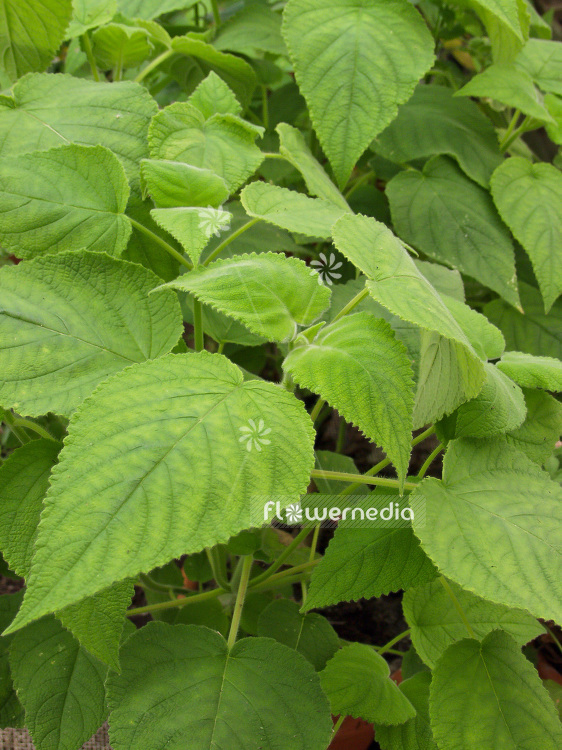 Salvia dorisiana - Fruit sage (101784)