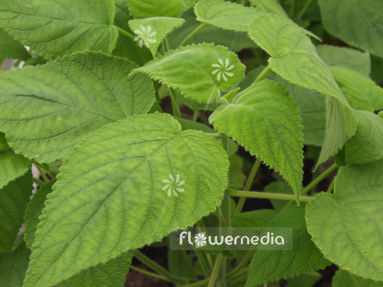 Salvia dorisiana - Fruit sage (101785)