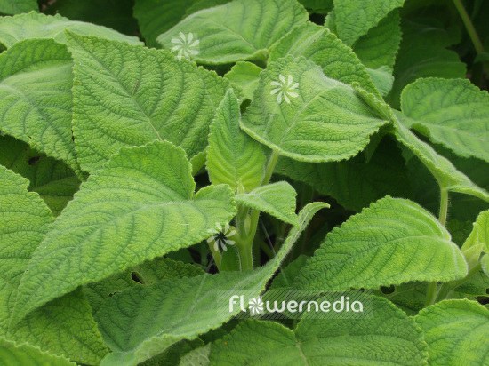 Salvia dorisiana - Fruit sage (101786)
