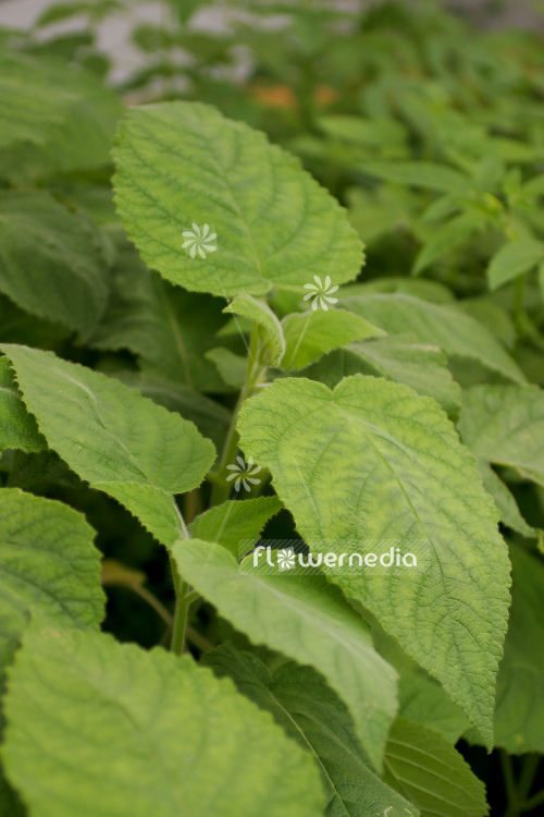 Salvia dorisiana - Fruit sage (104699)