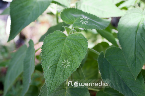 Salvia dorisiana - Fruit sage (104701)
