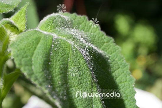 Salvia dorisiana - Fruit sage (104702)