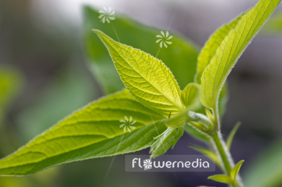 Salvia elegans 'Golden Delicious' - Apple sage (104704)