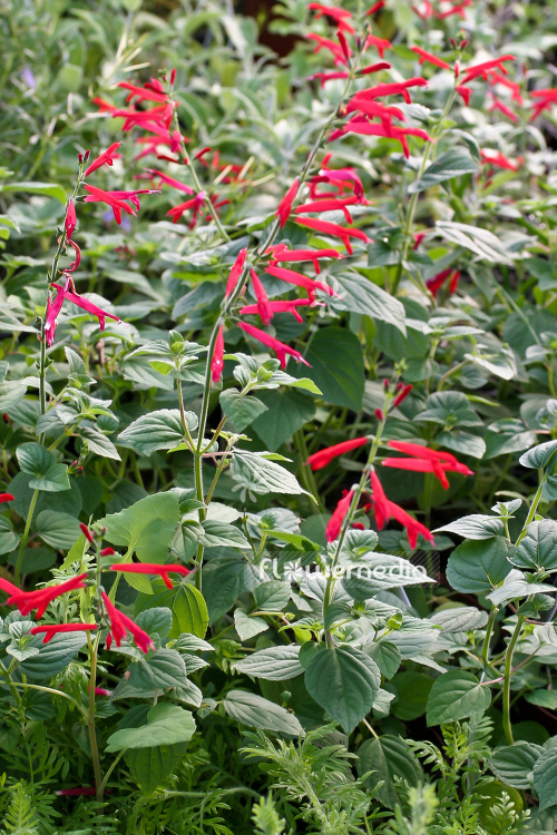 Salvia elegans 'Honey Melon' - Honey melon sage (104706)