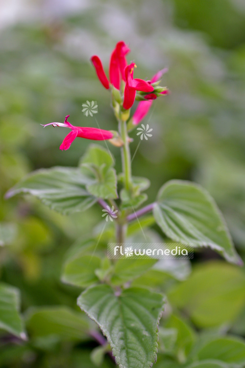 Salvia elegans 'Honey Melon' - Honey melon sage (104708)