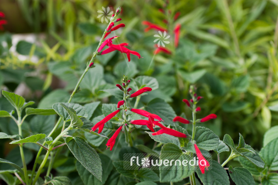 Salvia elegans 'Honey Melon' - Honey melon sage (104709)
