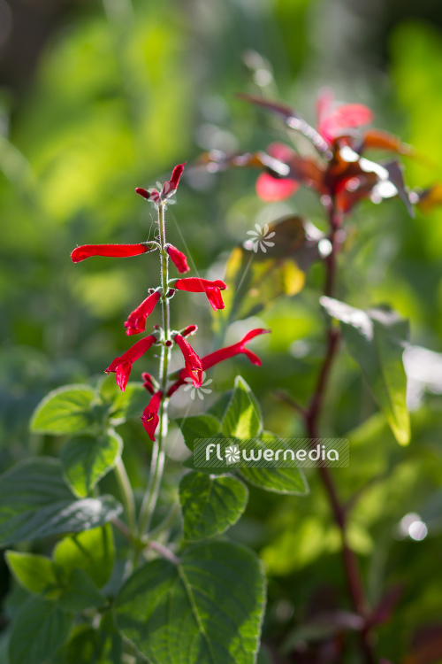 Salvia elegans 'Honey Melon' - Honey melon sage (104710)