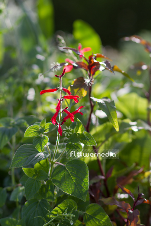 Salvia elegans 'Honey Melon' - Honey melon sage (104711)