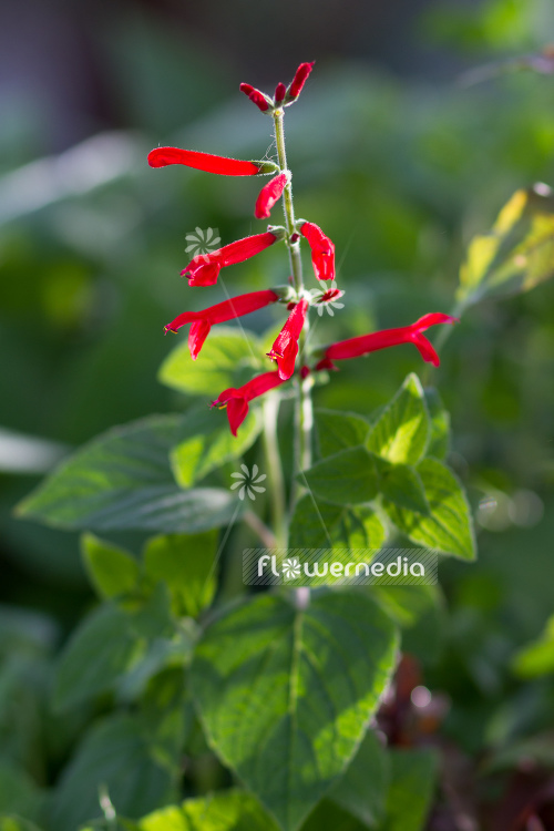 Salvia elegans 'Honey Melon' - Honey melon sage (104712)