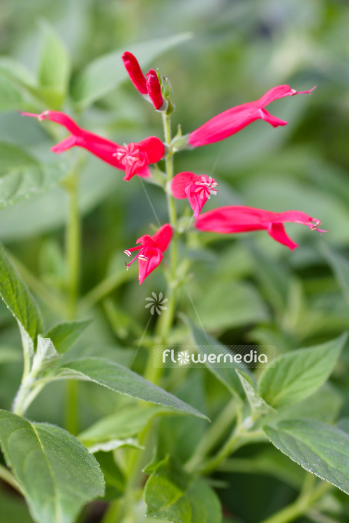 Salvia elegans 'Scarlet Pineapple' - Pineapple sage (104714)