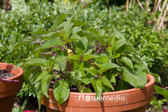 Salvia elegans 'Scarlet Pineapple' - Pineapple sage (104716)