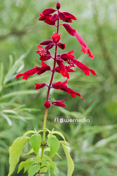Salvia fulgens - Cardinal sage (104718)