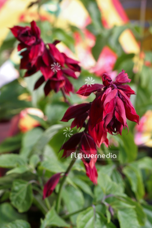 Salvia fulgens - Cardinal sage (104720)