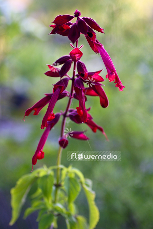 Salvia fulgens - Cardinal sage (105577)