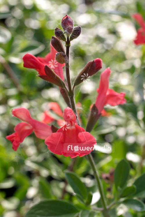 Salvia greggii 'Peach' - Peach sage (104725)