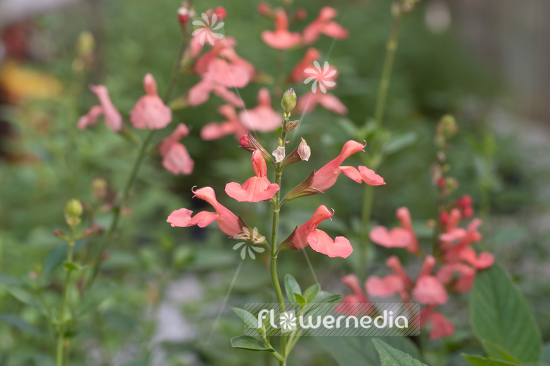 Salvia greggii 'Peach' - Peach sage (104726)