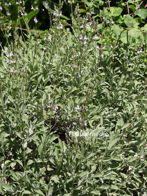 Salvia lavandulifolia - Spanish sage (101802)