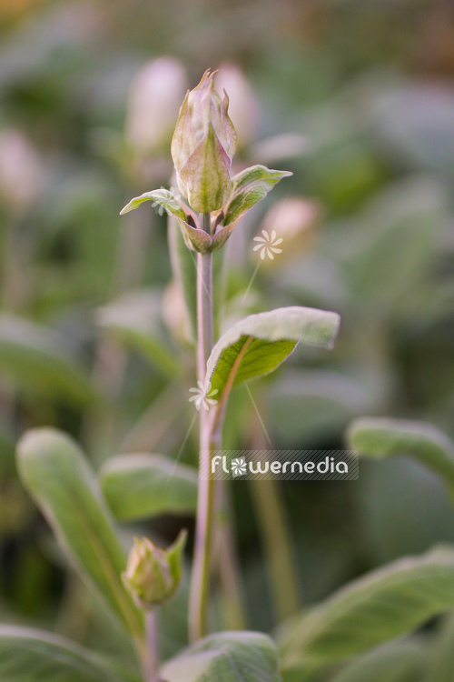 Salvia lavandulifolia - Spanish sage (104732)